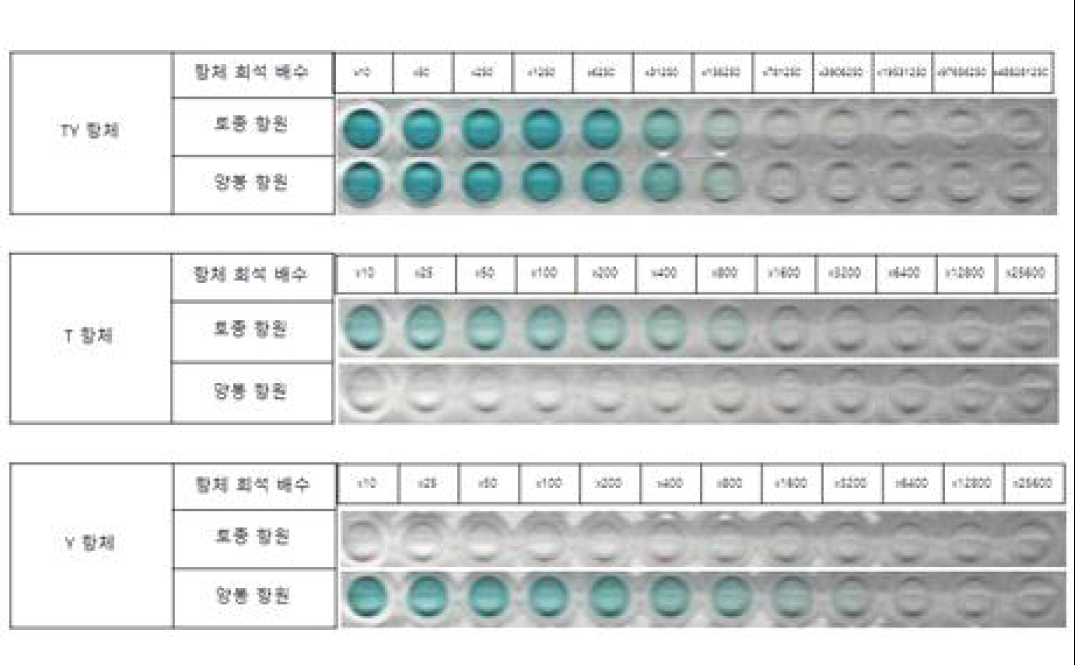 선발된 항체를 이용한 항원 인식 한계 검증: ELISA