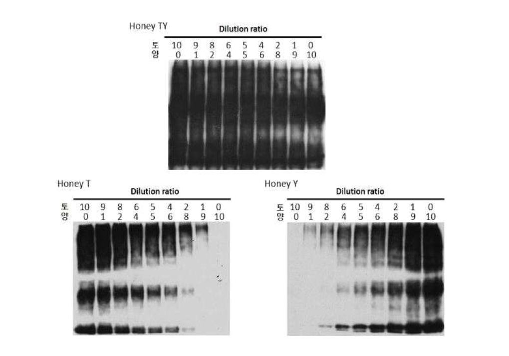 선발된 항체를 이용한 항원 인식 한계 검증: Immuno-blotting