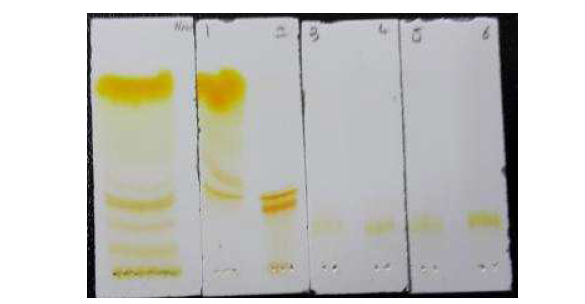 MPLC로 분리한 특이성분의 TLC