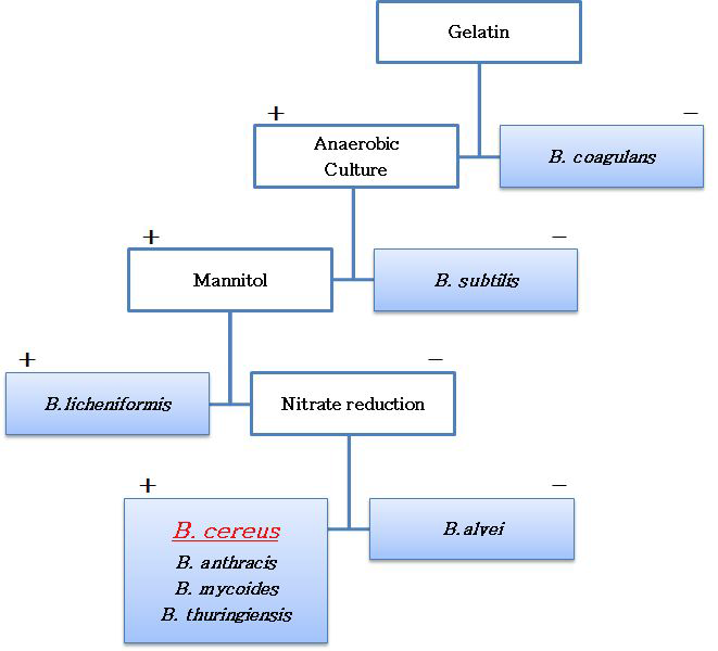 B.cereus동정을 위한 Bergey’smanual흐름도