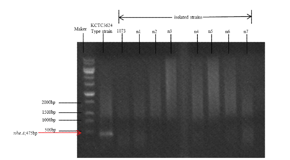 청국장 분리균주의 nheA 유전자 PCR 결과
