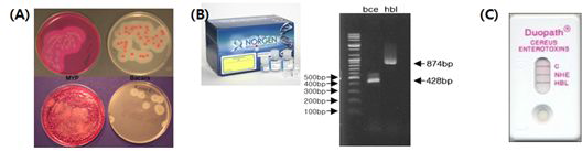 B.cereus관련 검출 방법의 종류 (A)선택배지를 이용한 분리 동정; (B)PCR 방법을 이용한 toxin유전자 확인;(C)면역크로마토그래피 기반의 장독소 물질 검출 kit