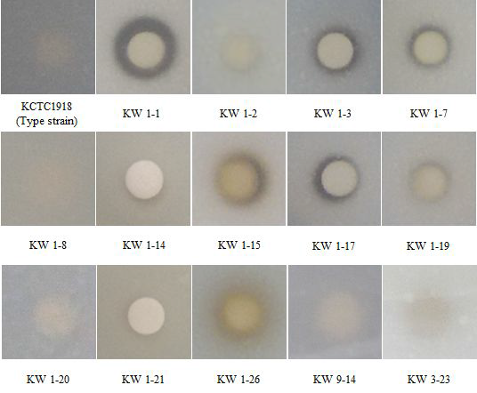 Skim milk agar를 이용한 B.licheniformis표준 균주 및 분리 균주의 단백질 분해능 비교