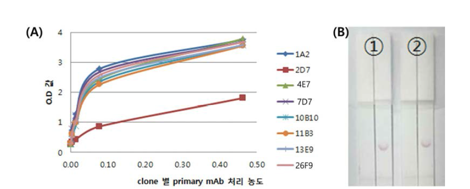 (A)　(A) anti-BC0552 단일클론항체를 이용한 ELISA 분석 결과 (B) sandwichELISA 결과 ① capture:9E6/detector7D7② capture:11B3/detector7D7