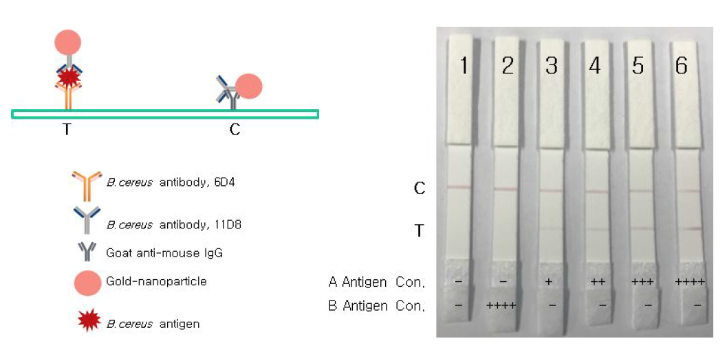 B.cereus특이적 항체를 이용한 측방 유동 방식 스트립 모식도(좌)및 단백질 항원을 이용한 항원항체 반응 측정 결과(우). Antigen A, BC0552-NL; antigen B, BC2506-NTC