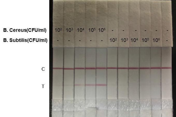 B.cereus균과 B.subtilis균을 이용한 측방 유동 방식 스트립 성능 확인