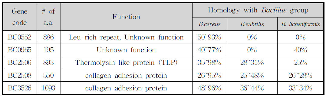 B.cereus유래 LPXTG motif보유 단백질