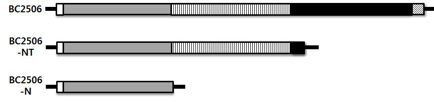 BC2506 및 재조합 항원단백질의 1차 구조 모식도.