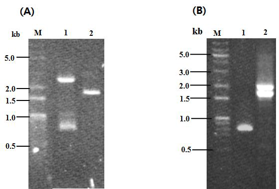 PCR 증폭산물의 agarosegelelectrophoresis결과,(A)LaneM,sizemarker; Lane1,PCR productforBC0552-NLC;Lane2,PCR productforBC0552-NL.(B)Lane M,size marker; Lane 1,PCR product for BC2506-N; Lane 2,PCR product for BC2506-NT