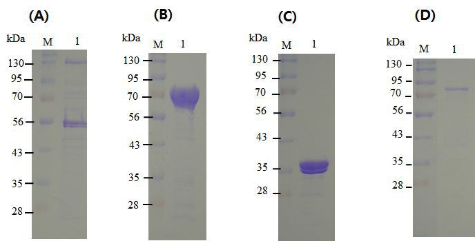 Ni-NTA chromatography 정제 후 정제 분획에 대한 SDS-PAGE 분석 결과.