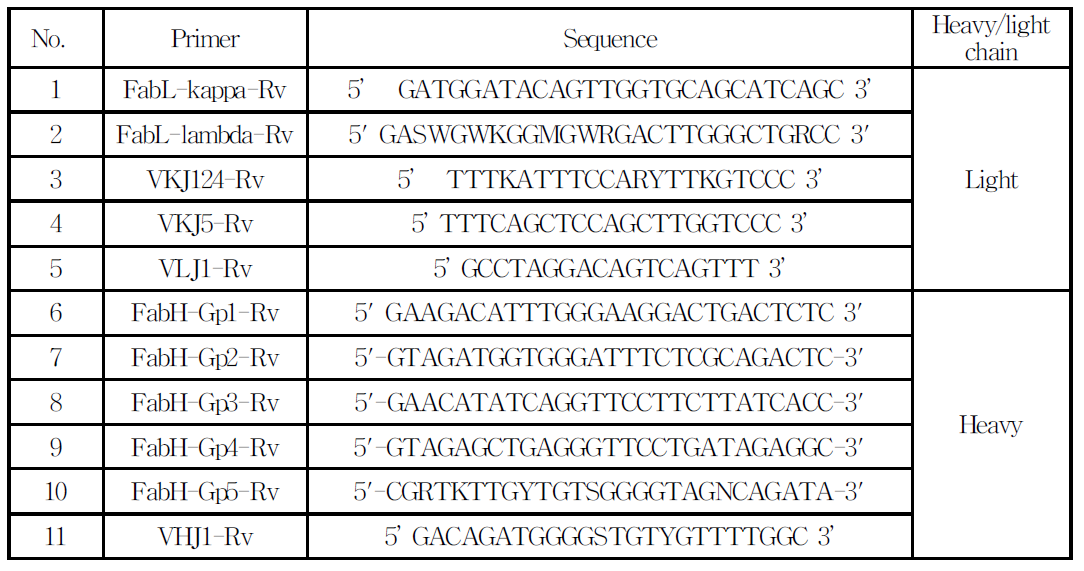 Mouse유래의 단일 항체 유전자의 클로닝을 위한 constantregion 내 보존서열 및 프라이머 서열