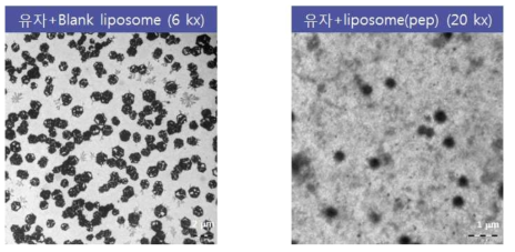 리포좀을 첨가한 유자음료의 TEM