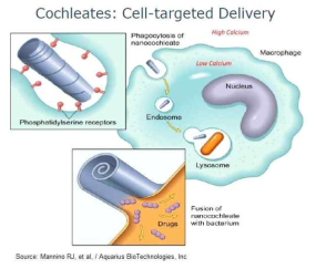 Biodelivery Science International사의 nanocochleate.