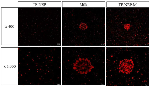 TE-NEP, milk, 및 TE-NEP-M의 confocal images.