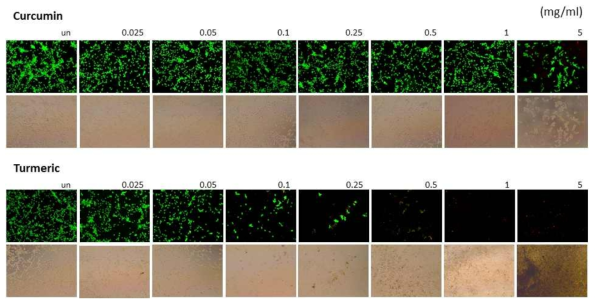 NIH3T3 Fibroblast에서 커큐민 추출물의 세포독성 검증