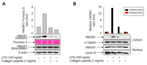 LPS에 의해 유도된 HMGB1 분비에서 저분자화된 콜라겐 펩타이드의 효과 분석