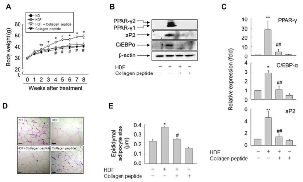 정상 식이 혹은 고지방 식이를 급여한 쥐에서 저분자화된 콜라겐 펩타이드의 체중 감소, 비만 관련 유전자의 발현 억제, 지방 세포 크기 감소 효과 분석