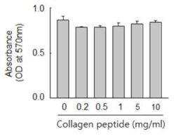 혈관평활근 세포에서 저분자화된 콜라겐 펩타이드의 세포 독성 확인