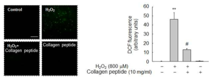 혈관평활근 세포에서 콜라겐 펩타이드의 H2O2에 의해 생성된 ROS 억제 효과 확인