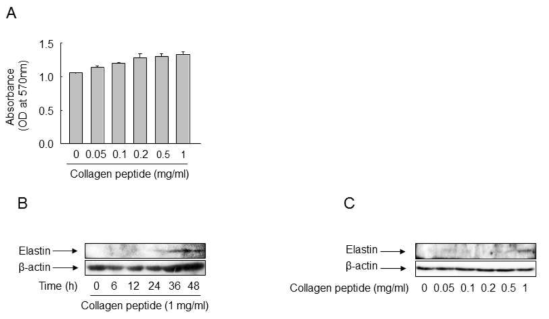 Elastin 발현에 있어서 저분자화된 콜라겐 펩타이드의 효과 분석