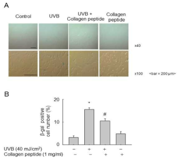 UVB에 의해 유도된 노화마커의 활성에서 저분자화된 콜라겐 펩타이드의 효과 검증