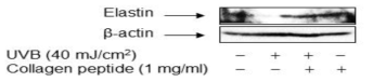 UVB에 의해 억제된 elastin 발현에서 저분자화된 콜라겐 펩타이드의 효과 분석