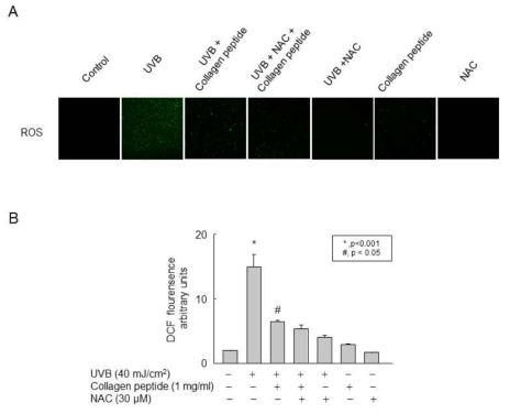 UVB에 의해 유도된 ROS 생성에서 저분자화된 콜라겐 펩타이드의 효과 검증