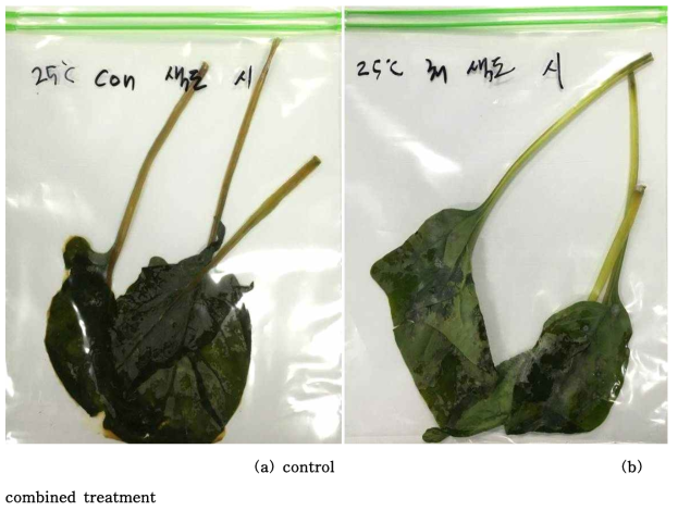 선정된 천연 항균 물질과 기존 살균 물질의 병합 처리 후 시금치의 25°C 저장 3일차