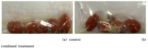 선정된 천연 항균 물질과 기존 살균 물질의 병합 처리 후 방울토마토 25°C 저장 10일차