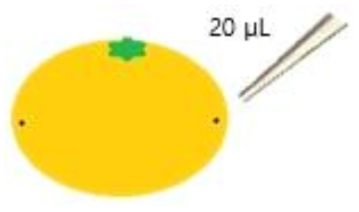 Inoculation of Penicillium digitatum on surface of mandarin peel