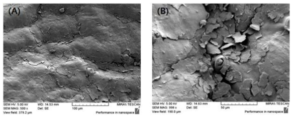 Scanning electron microscopy images of surface of Satsuma mandarin peel prepared without cold plasma treatmentl.