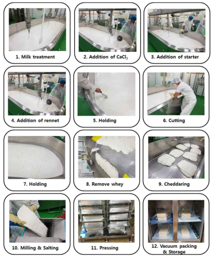 자연치즈의 최적 제조조건 및 제조방법