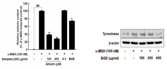 흑삼 추출물의 멜라닌생성억제 및 tyrosinase 발현량에 미치는 영향