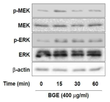 흑삼 추출물이 MEK-ERK신호전달체계에 미치는 영향
