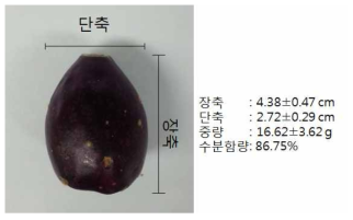 백년초 열매의 외형 측정 요약