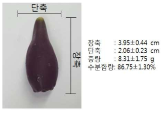 천년초 열매의 외형 측정 요약