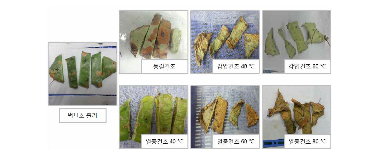 백년초 줄기의 건조 사진