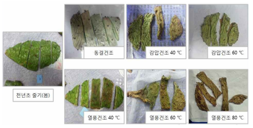 천년초 줄기(봄)의 건조 사진