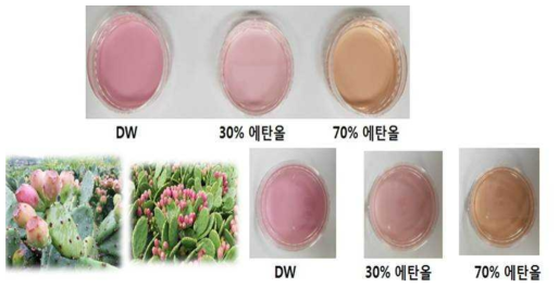 추출 용매에 따른 천년초 열매 추출물의 색도 변화