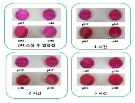 백년초 선인장 열매 추출물의 pH에 따른 색도 변화