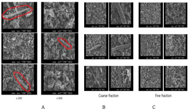 시판 백년초 줄기분말(A)과 공기분급 10,000 rpm 조건에 따른 Coarse(B) 및 Fine(C) 분획의 미세 구조