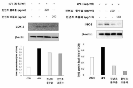 천년초 열매 추출물의 western blot assay를 이용한 항염증 활성