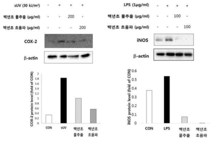 백년초 열매 추출물의 western blot assay를 이용한 항염증 활성