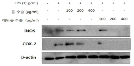 천년초 줄기 추출물의 western blot을 이용한 항염증 활성