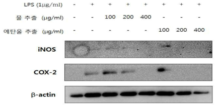 백년초 줄기 추출물의 western blot을 이용한 항염증 활성