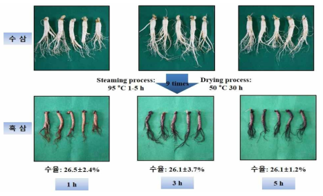 원료삼(5년근중)의 증자 시간별 흑삼제조
