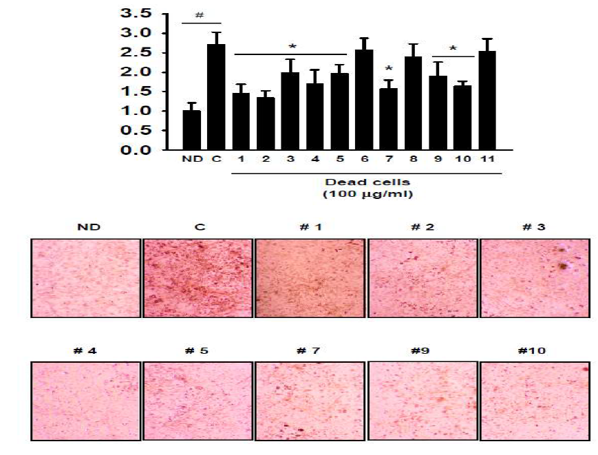 The inhibitory effect of dead cells on adipocyte differentiation induced by MDI treatment in 3T3-L1 cells.
