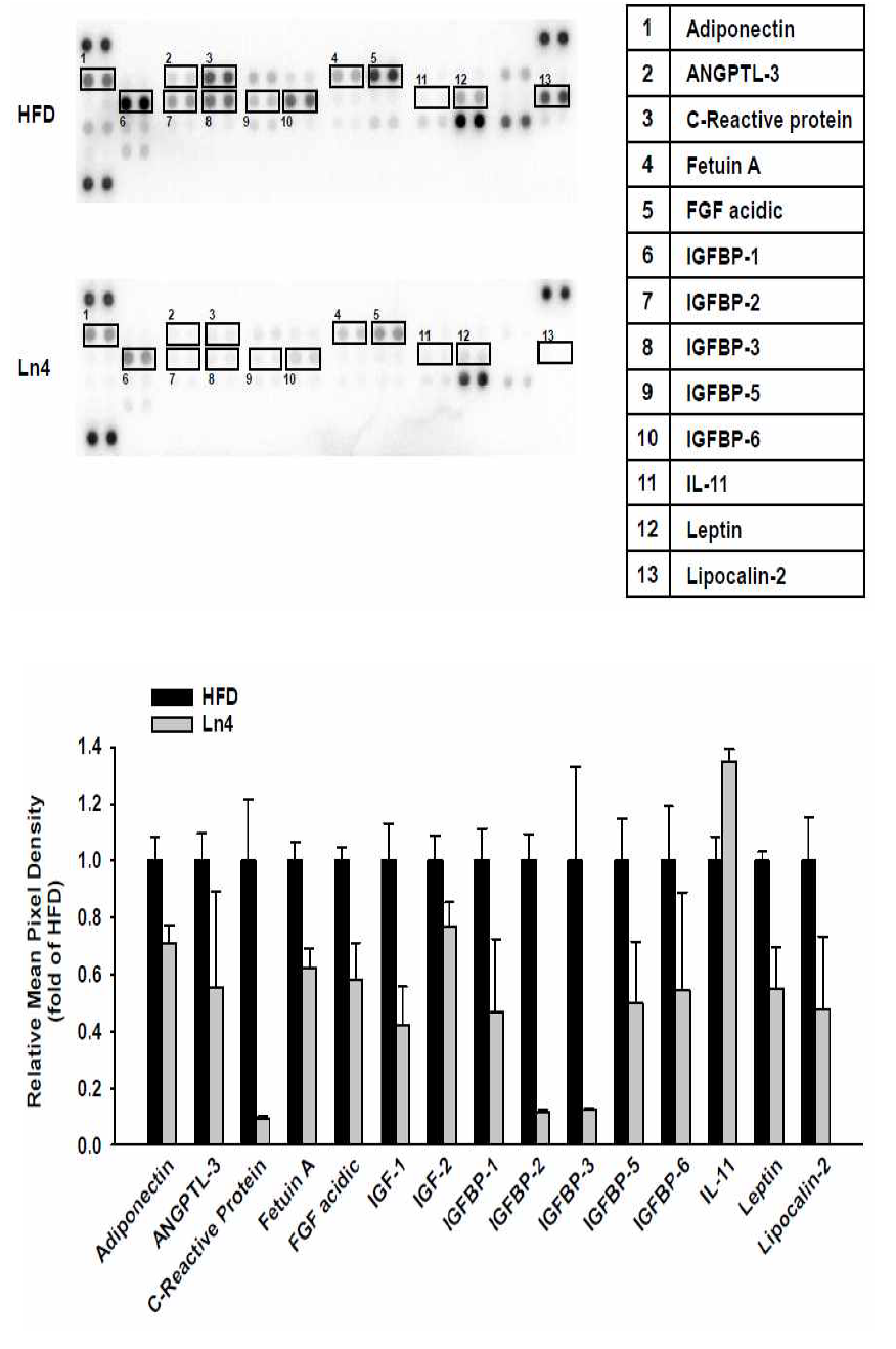 Protein array analysis of white adipose tissues from HFD-fed and Ln4 administrated mice