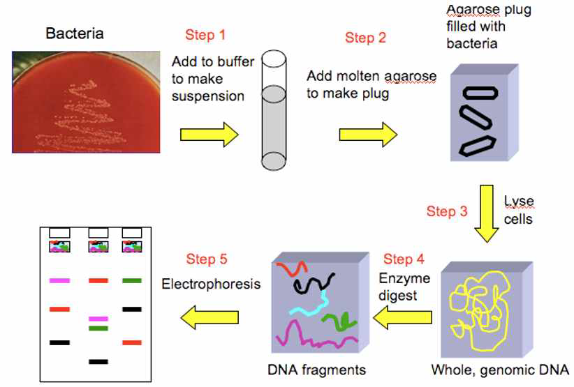 Schematic diagram of principles in pulsed-field gel electrophoresis