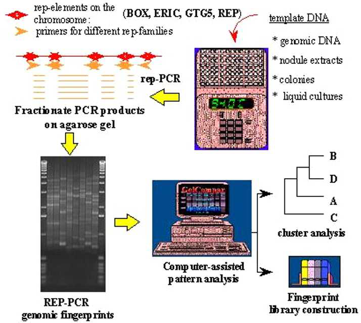 Schematic diagram of principles in repetitive sequence-based PCR